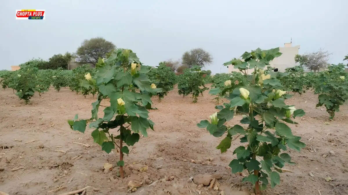 Sirsa cotton crop survey