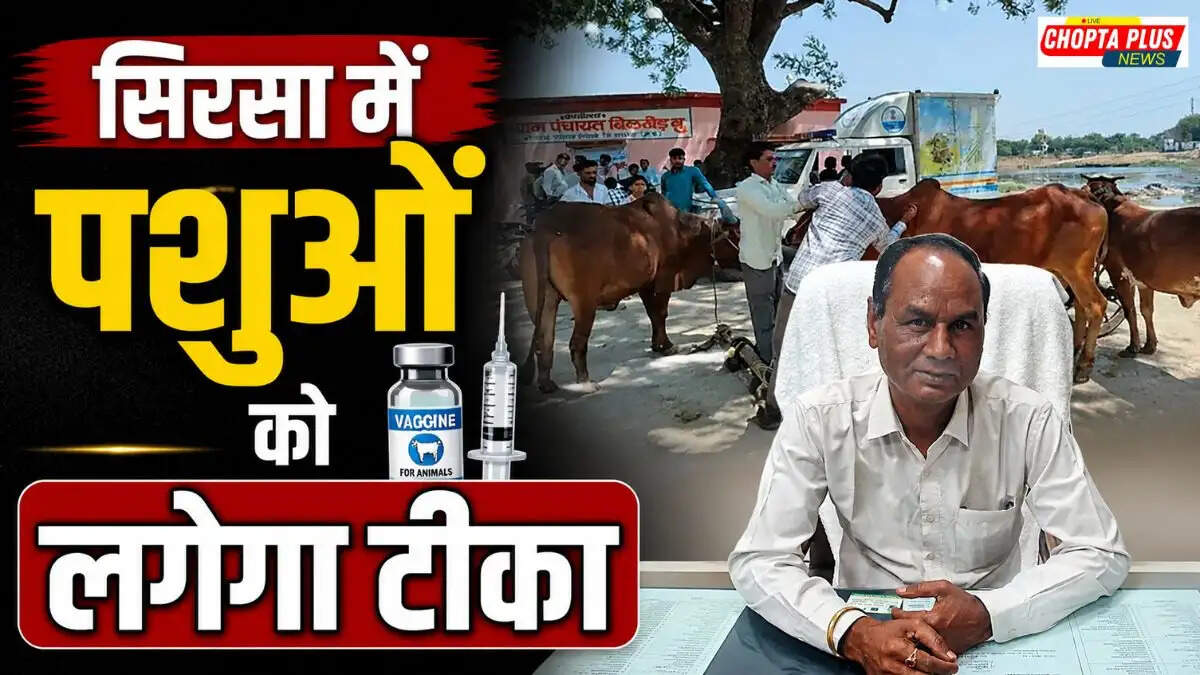 Veterinary doctors vaccinating cattle in a village of Sirsa Haryana during joint vaccination campaign.