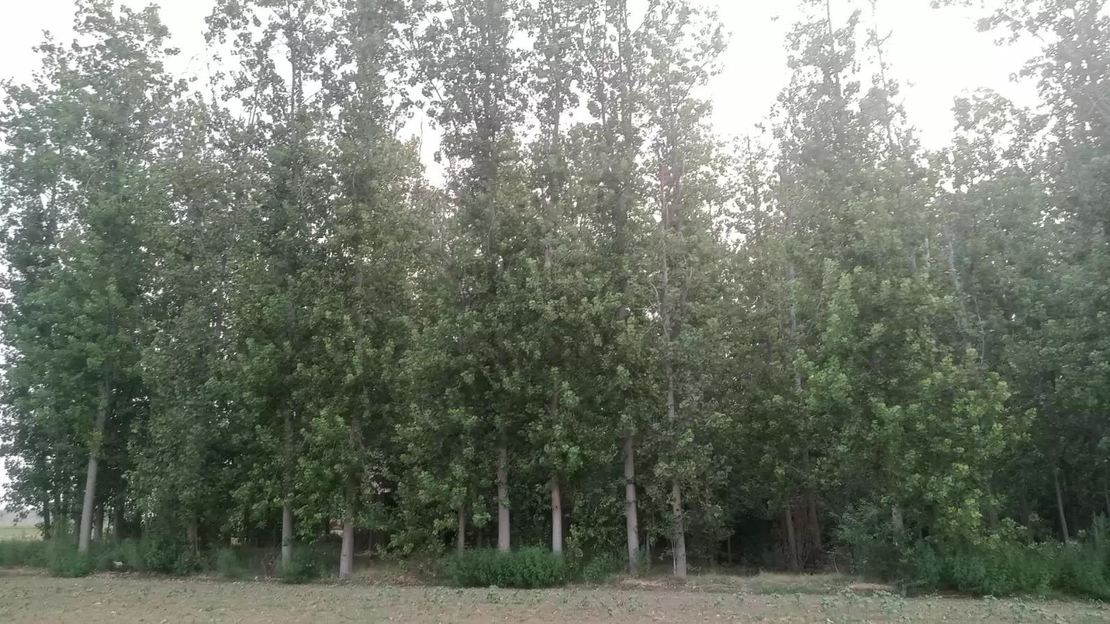 Poplar trees