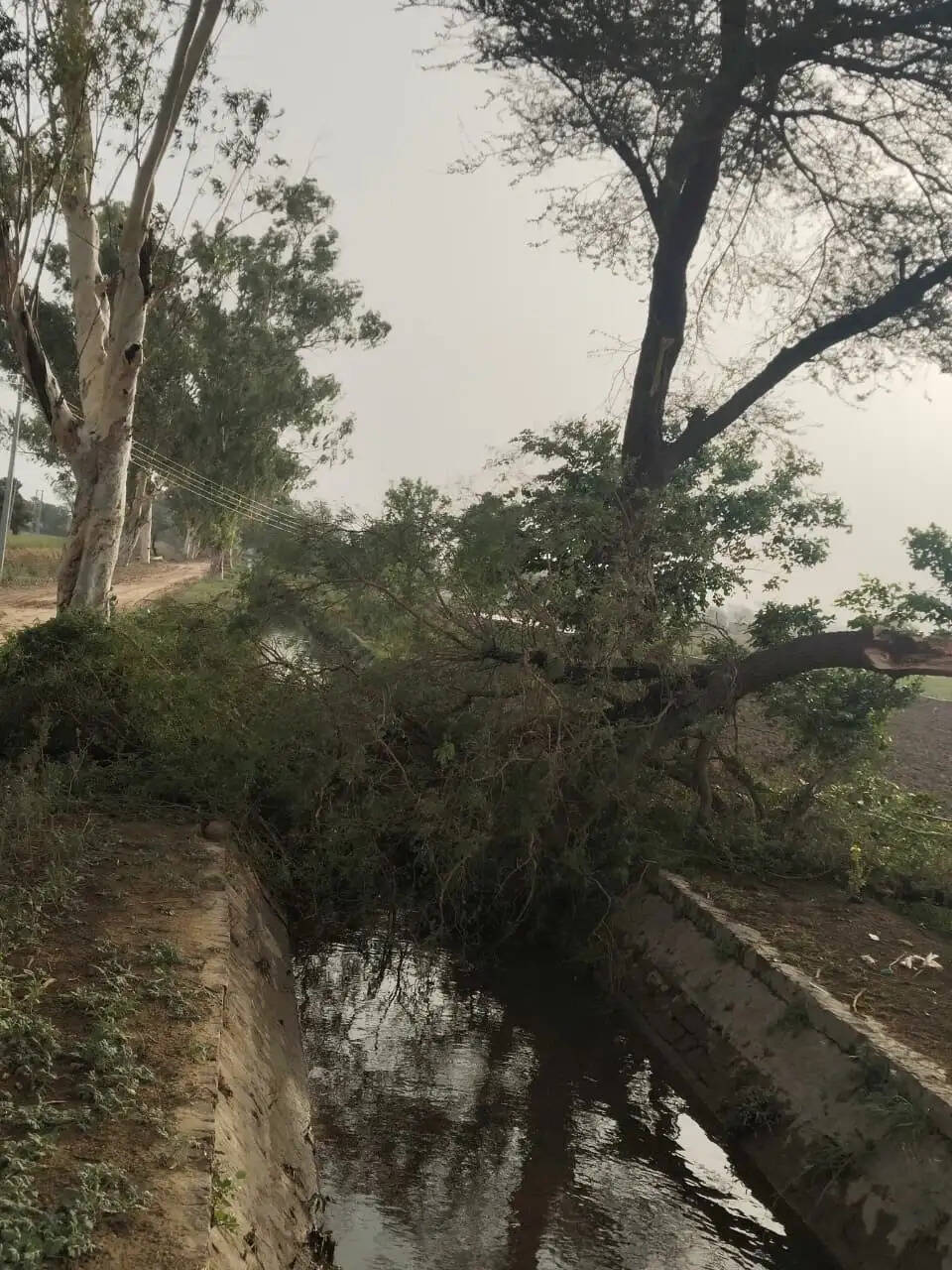 Bhakra distributary canal burst