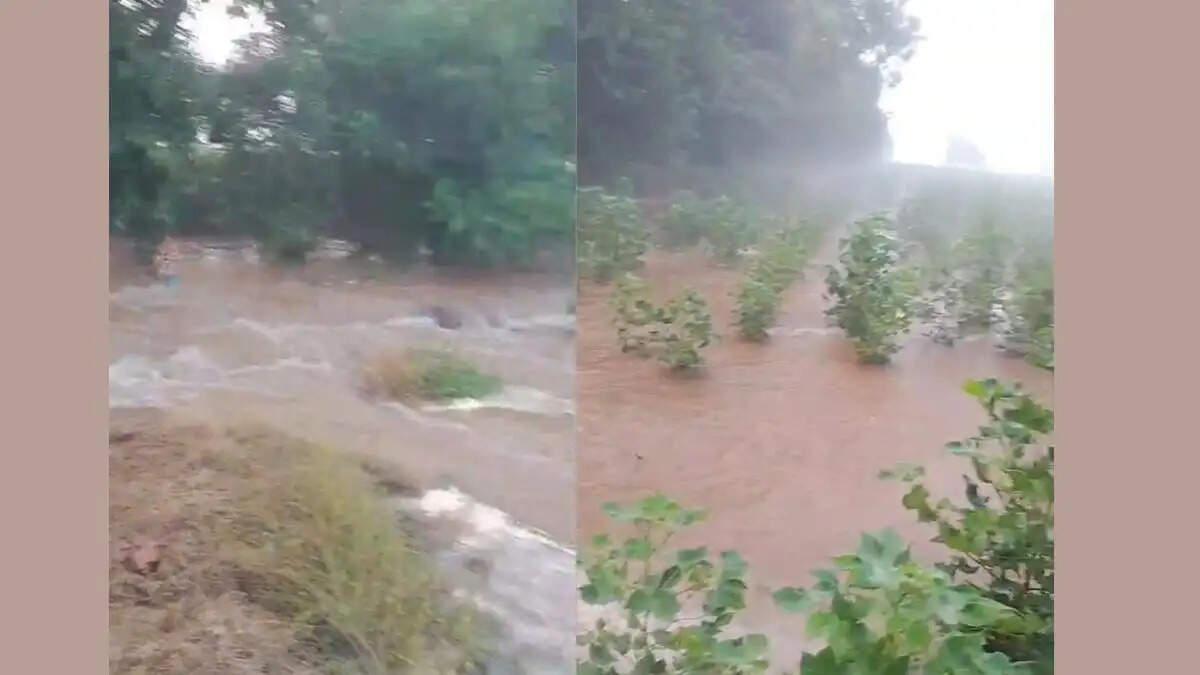 Khedi Minor canal breach in Fatehabad - 20 feet wide breach floods hundreds of acres of maize and cotton crops