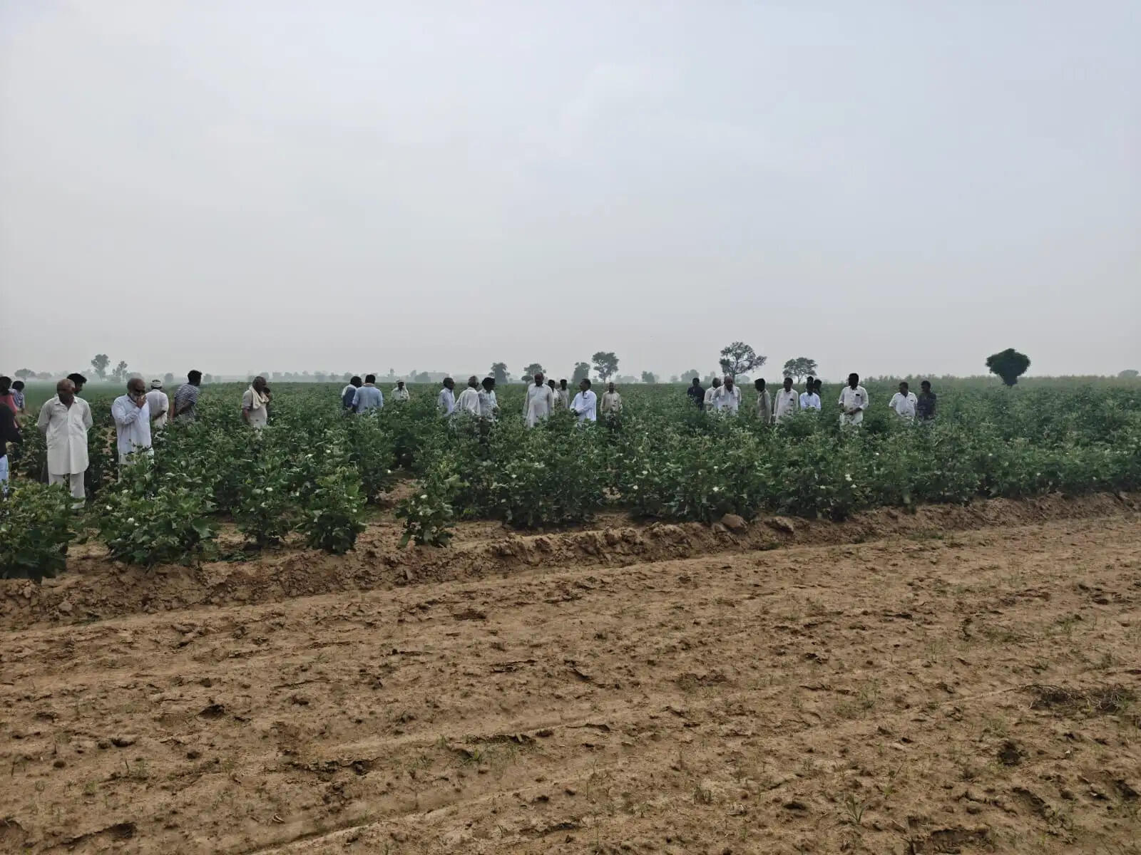Dabba Kalan cotton crop damage