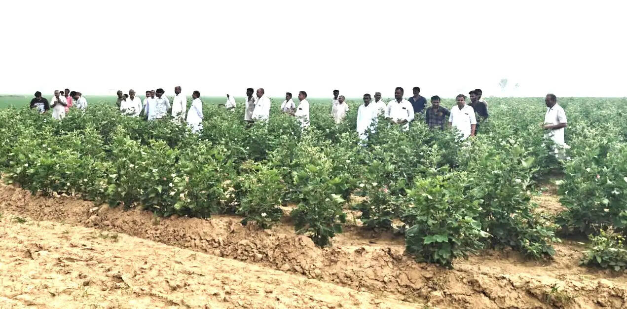 सिरसा के दड़बा कलां में 30 एकड़ नरमा फसल बर्बाद, किसानों ने नाथूसरी चौपटा थाने में दी शिकायत