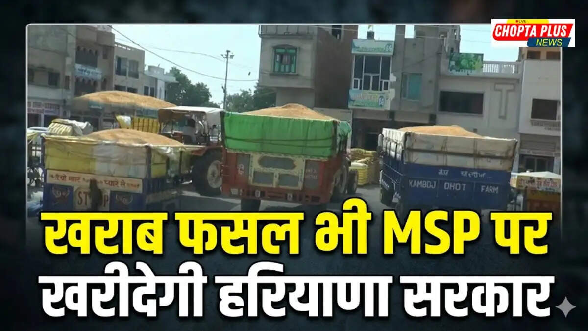 Farmers selling wheat at Sirsa mandi after Haryana Wheat Procurement rules relaxation