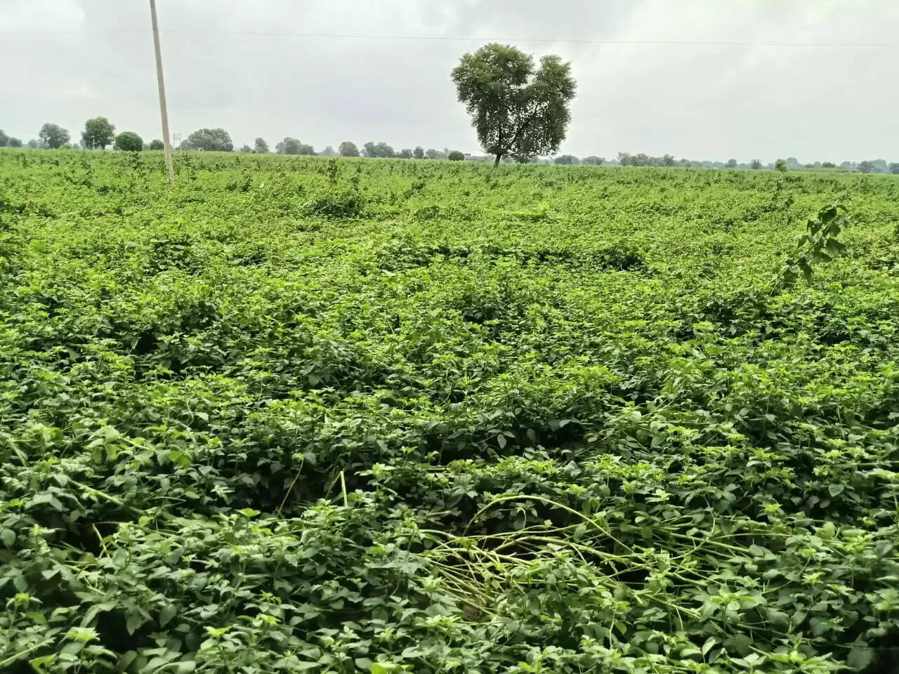 ग्वार फसल 