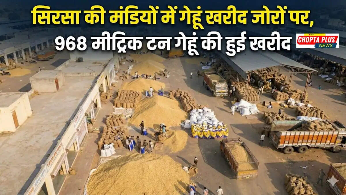 Farmers bringing wheat crops to Sirsa Mandi for MSP procurement