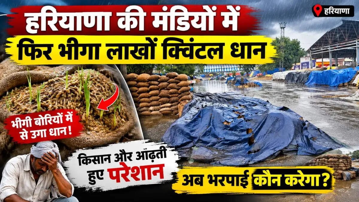 हरियाणा की मंडियों में बारिश से भीगा लाखों का धान