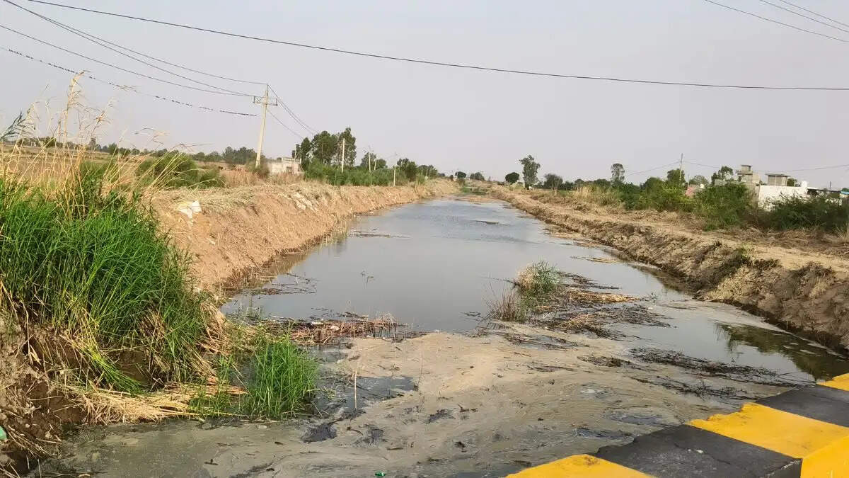 गांव दड़बा कलां के पास हिसार घग्घर ड्रेन में रिसाव से खेतों में भरा पानी, सिरसा हरियाणा
