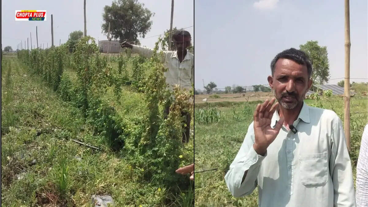 हरियाणा के किसान ईश्वर कड़वासरा द्वारा सेमग्रस्त बंजर जमीन पर पॉली बैग और कैरेट में की गई करेले और तरबूज की खेती।