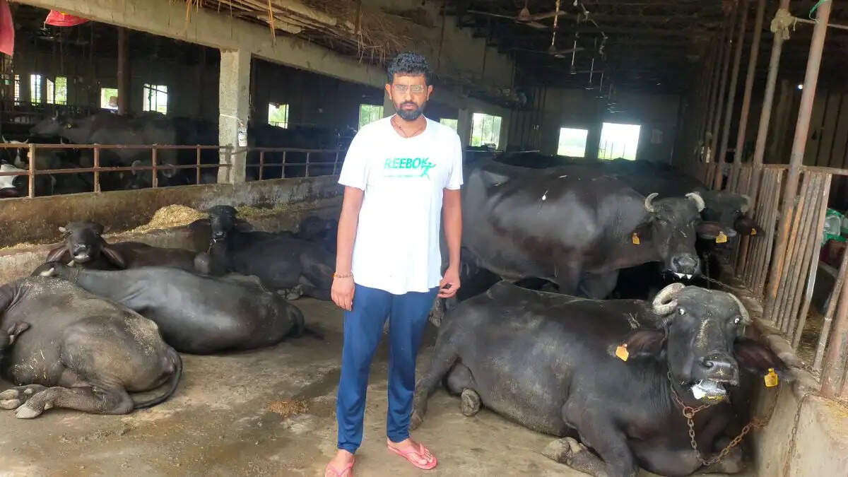 सिरसा के गांव रूपावास में अपने आधुनिक डेयरी फार्म में पशुओं की देखभाल करते एमएससी पास युवा अक्षय कुमार जेवलिया