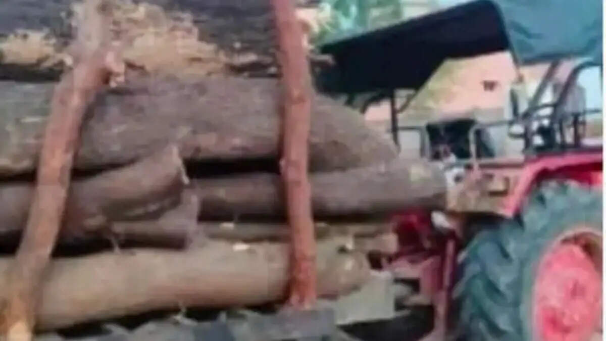 नोहर वन विभाग ने 45 क्विंटल अवैध लकड़ी जब्त की, ट्रैक्टर-रेहड़ा सीज