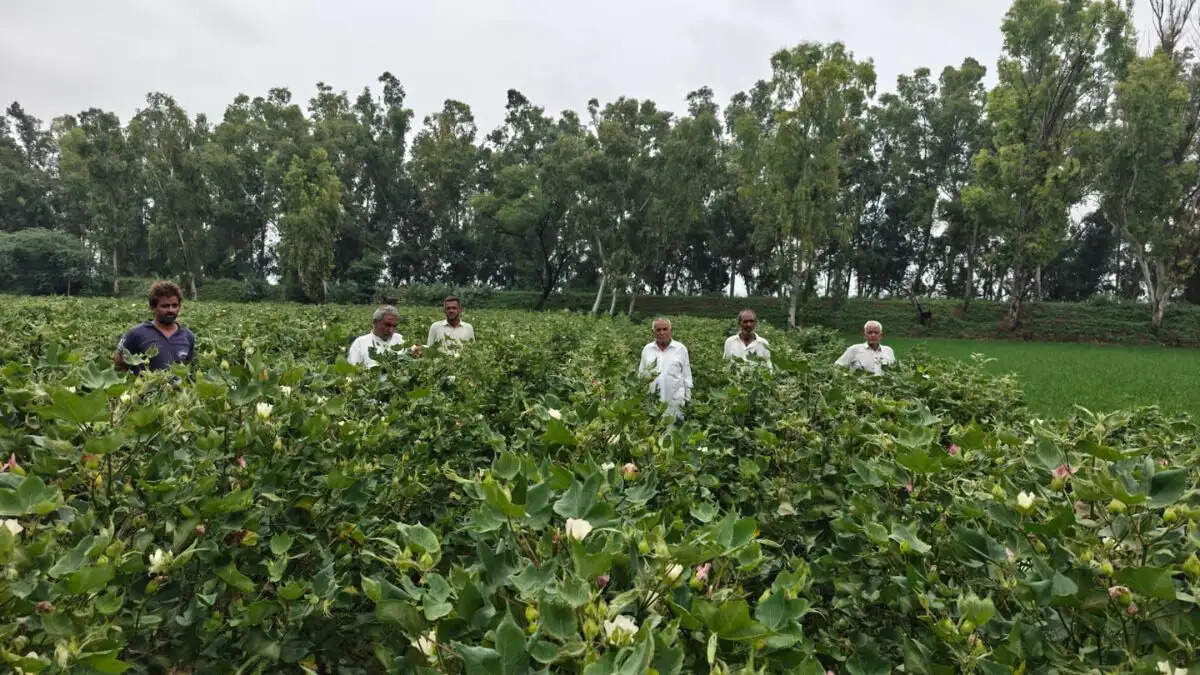 Sirsa Narma crop damage - Farmers in Naharana and Darba Kalan demand investigation and compensation for cotton crop loss