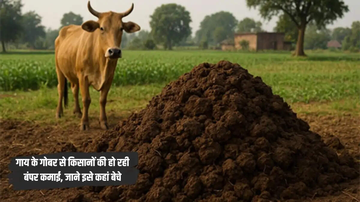 50 रुपये किलो तक बिक रहा गाय का गोबर, जानें कहां और कैसे बेचें