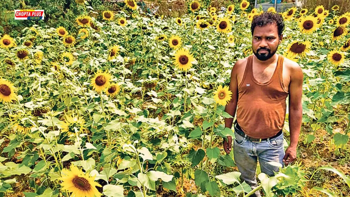 हरियाणा में सूरजमुखी के खेत में खड़ा एक किसान और 'मेरी फसल मेरा ब्यौरा' पोर्टल पर ऑनलाइन पंजीकरण करता हुआ सीएससी संचालक