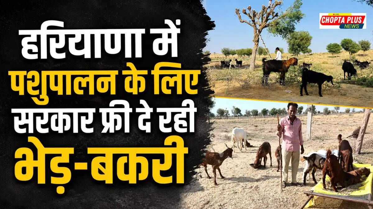 Haryana Govt Scheme: भेड़-बकरी पालने के लिए सरकार देगी नि:शुल्क पशु, ऐसे करें आवेदन