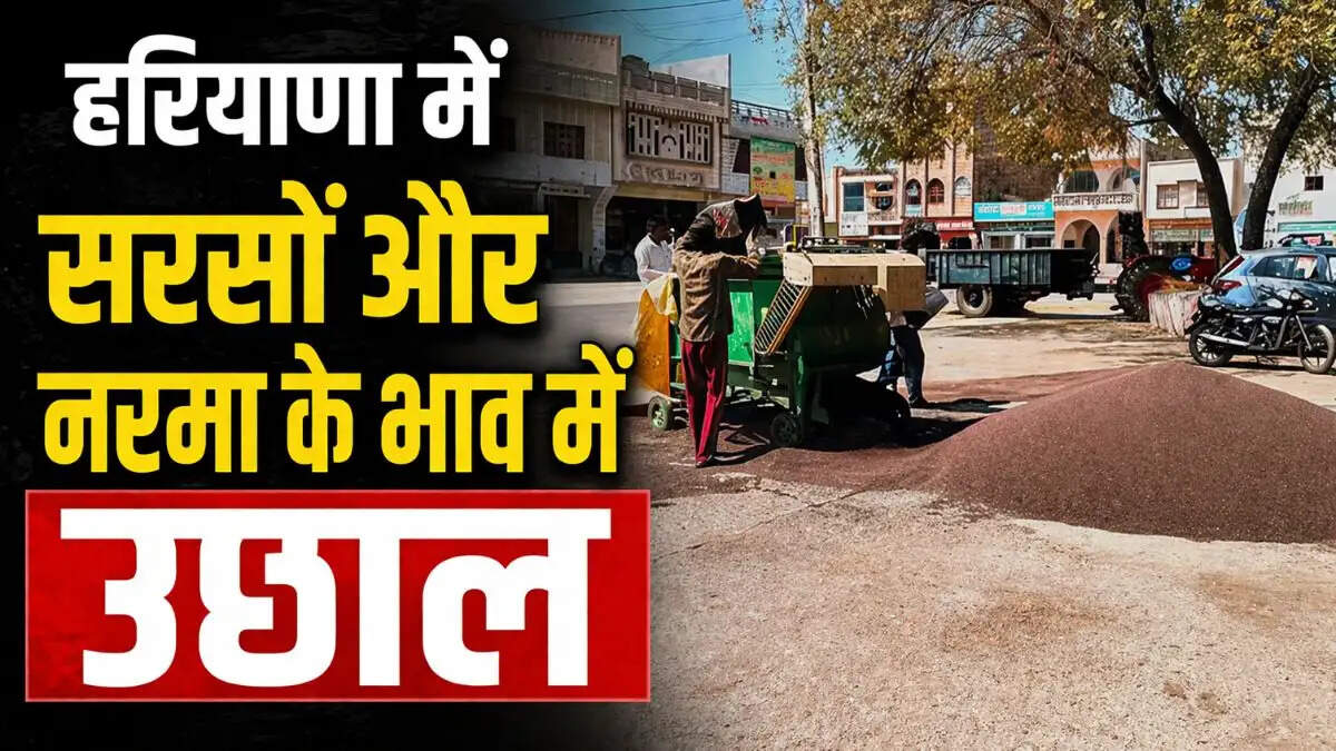 Farmers bringing crops to market, Nohar Siwani Mandi Bhav 29 April 2026