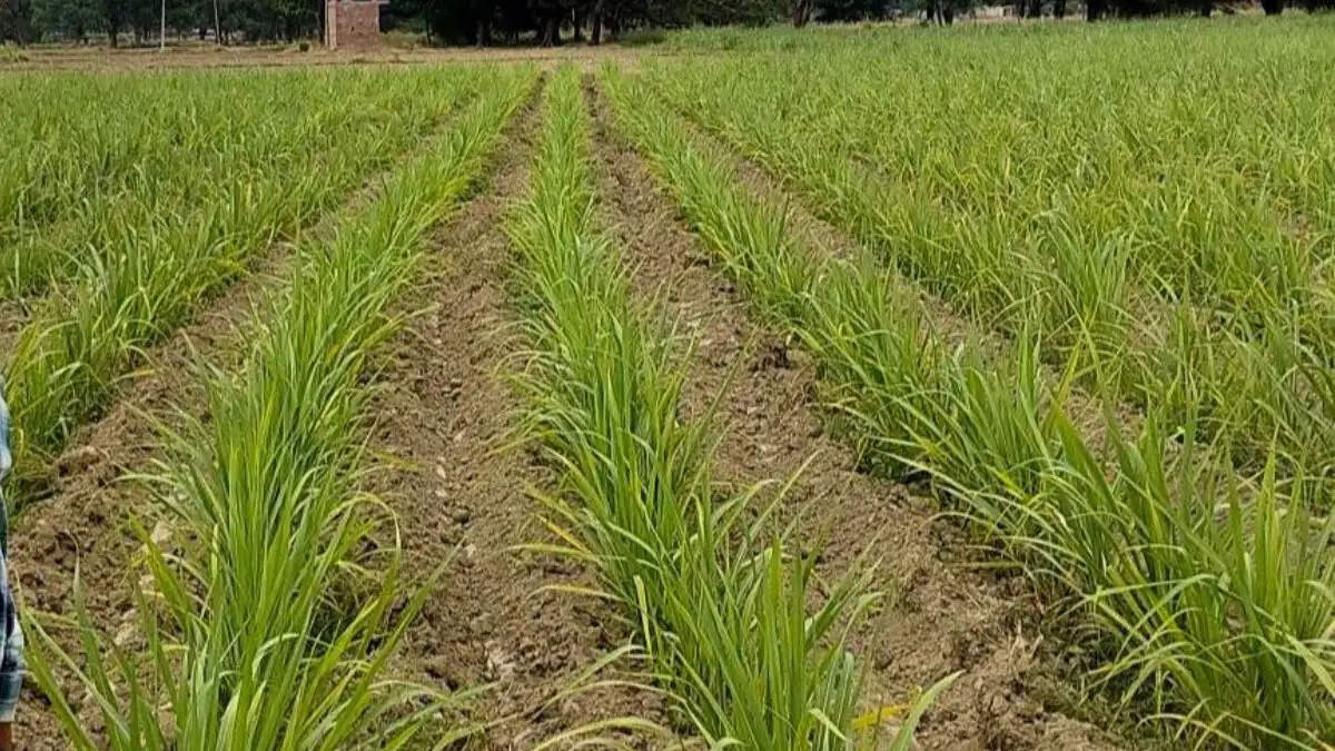 गन्ना किसानों को बड़ी राहत, प्रोत्साहन राशि बढ़ाकर 5 हजार