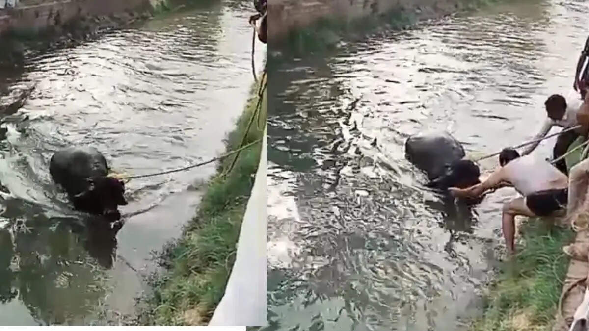 jhota-sherawali-canal-rescued