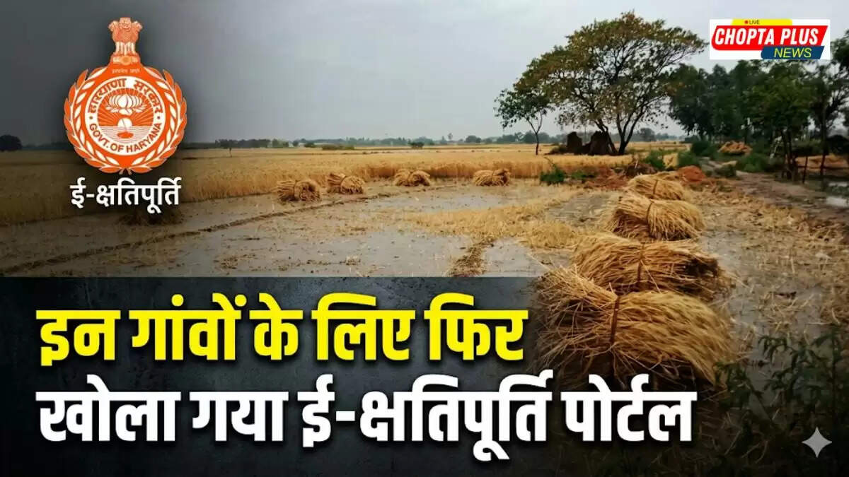 Damaged wheat crop in Sirsa village after hailstorm, farmers registering loss on E-Kshatipurti Portal Haryana