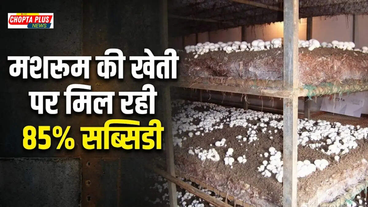 A farmer working in a modern mushroom farming shed in Haryana