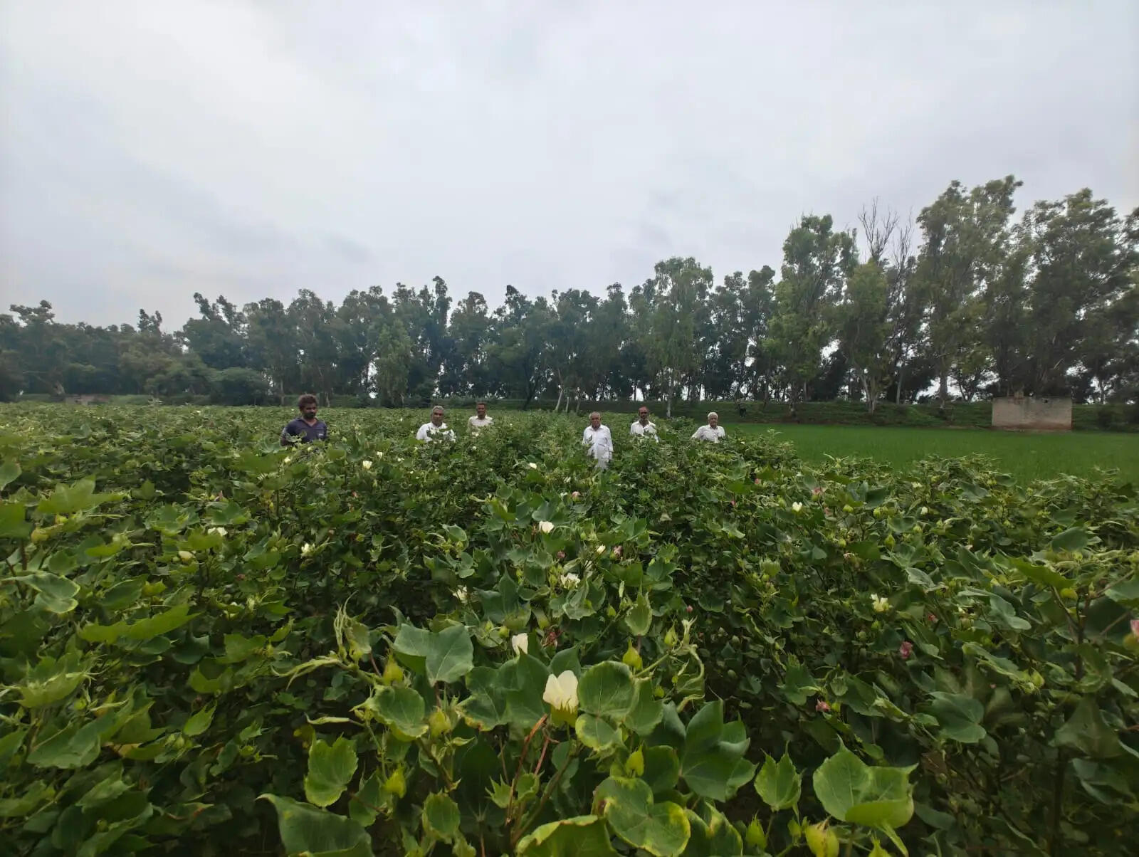 Sirsa Narma crop damage - Farmers in Naharana and Darba Kalan demand investigation and compensation for cotton crop loss