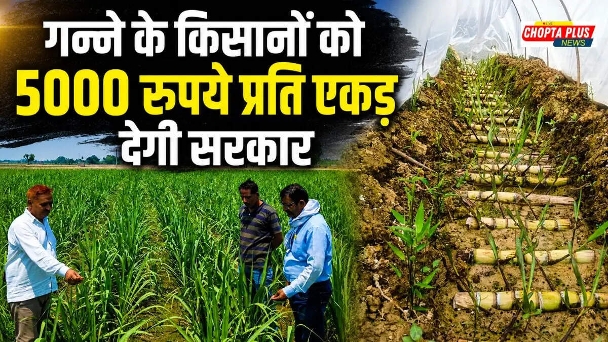 हरियाणा गन्ना किसान सब्सिडी ₹5000 Haryana Sugarcane Farmer Subsidy news May 2026