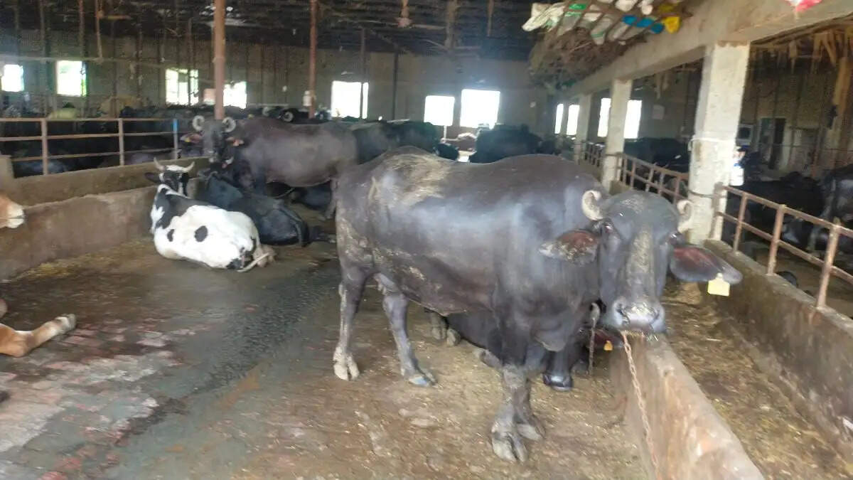 sirsa-msc-youth-dairy-farming-success-story-25-lakh-income