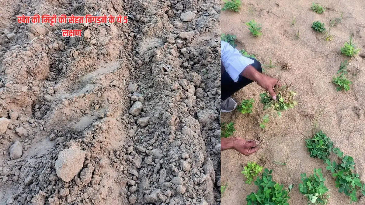 Unhealthy Soil: क्या आपकी मिट्टी भी दे रही है ये संकेत? जानिए कैसे सुधारें मिट्टी की सेहत