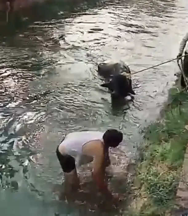 bullock rescued from canal