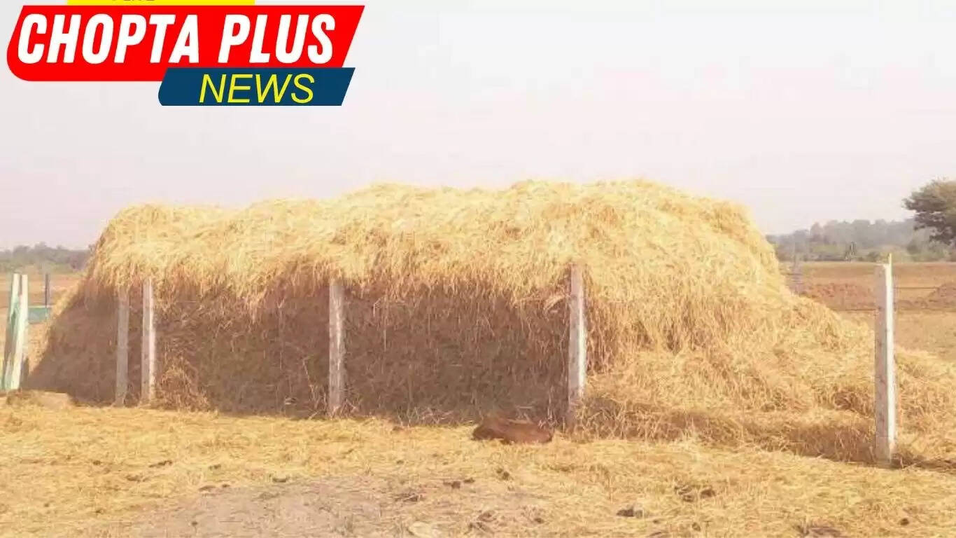 फसल