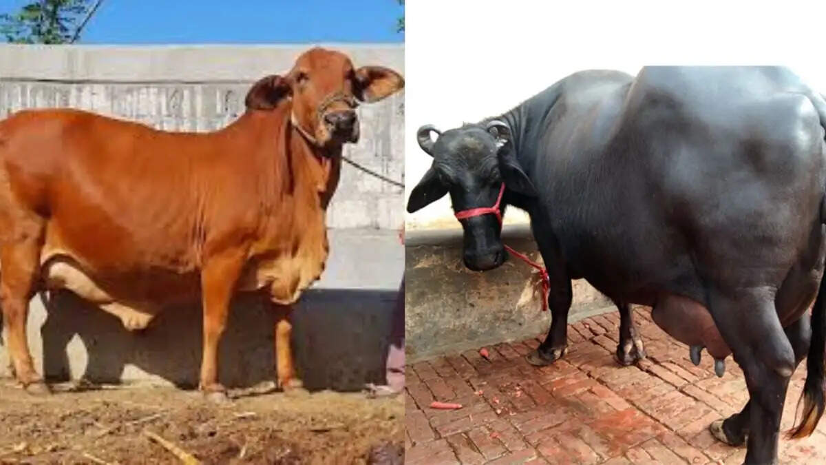 हरियाणा सरकार की गौसंवर्धन और मुर्राह विकास योजना के तहत अधिक दूध देने वाली मुर्राह भैंस और देसी गाय का पालन करते हुए किसान