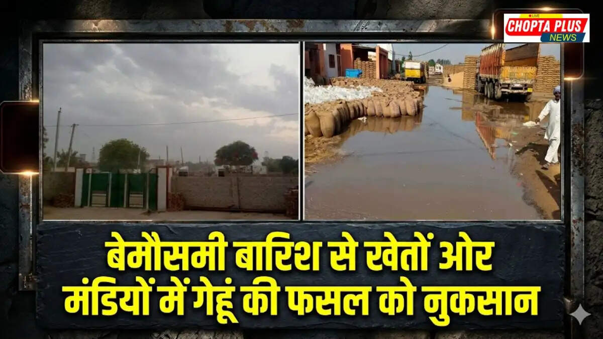 Waterlogged wheat grains lying in Nathusari Chopta grain market after unseasonal rain, Unseasonal Rain Wheat Damage Chopta