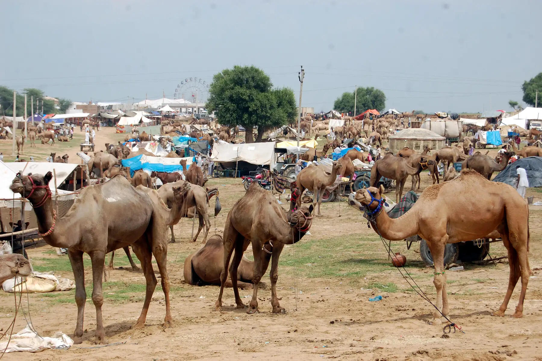 Gogamedi Camel Mela