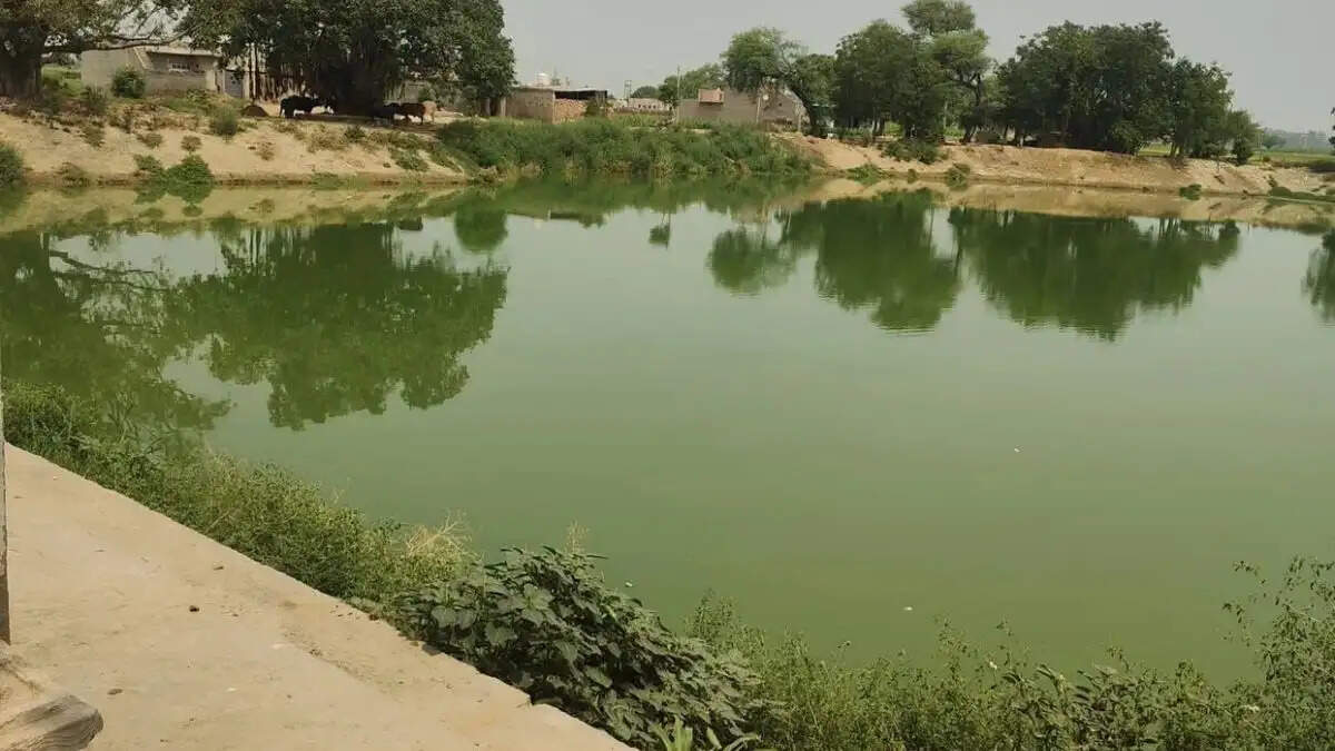 सिरसा में पंचायती तालाबों को पट्टे पर लेकर मछली पालन करने पर 40 हजार सब्सिडी देगी सरकार, हरियाणा सरकार की नई योजना