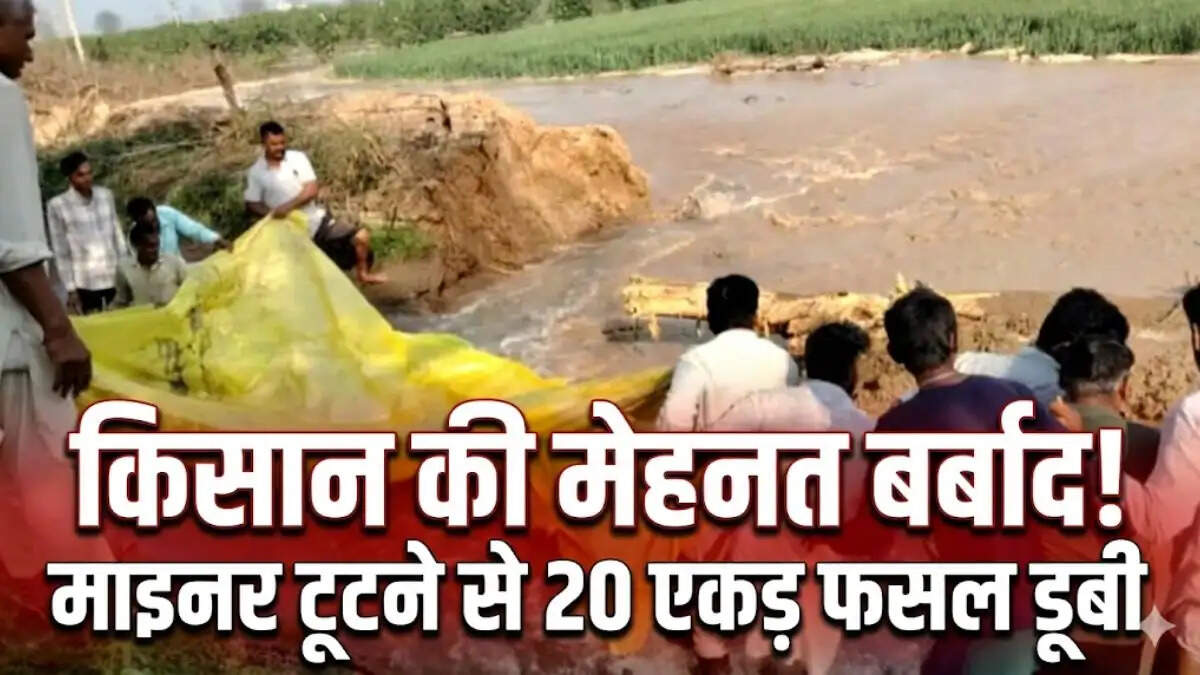 डबवाली: चौटाला माइनर में दरार से 20 एकड़ गेहूं की फसल जलमग्न