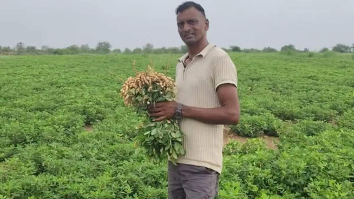 मूंगफली के बाद खेत खाली है? सितंबर में ये फसलें बन सकती हैं कमाई का नया मौका