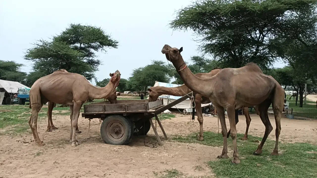 गोगा मेड़ी ऊंट मेले का शुभारंभ