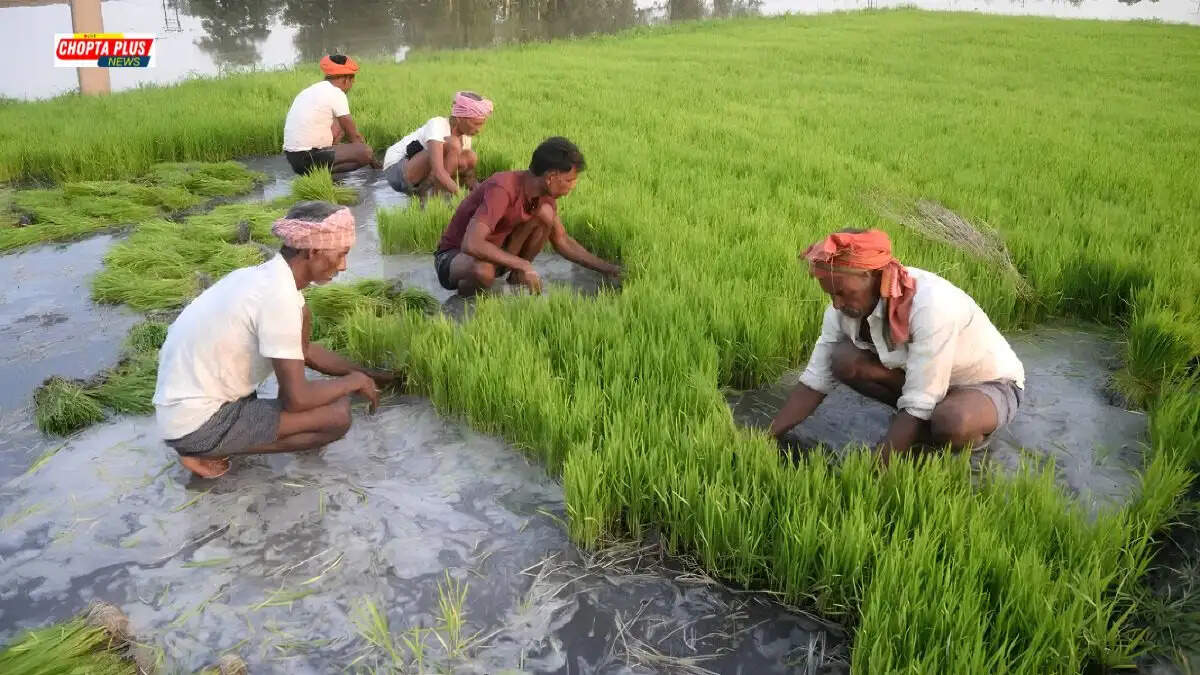 गोहाना में धान की नर्सरी और रोपाई की तारीखों पर कृषि विभाग की चेतावनी