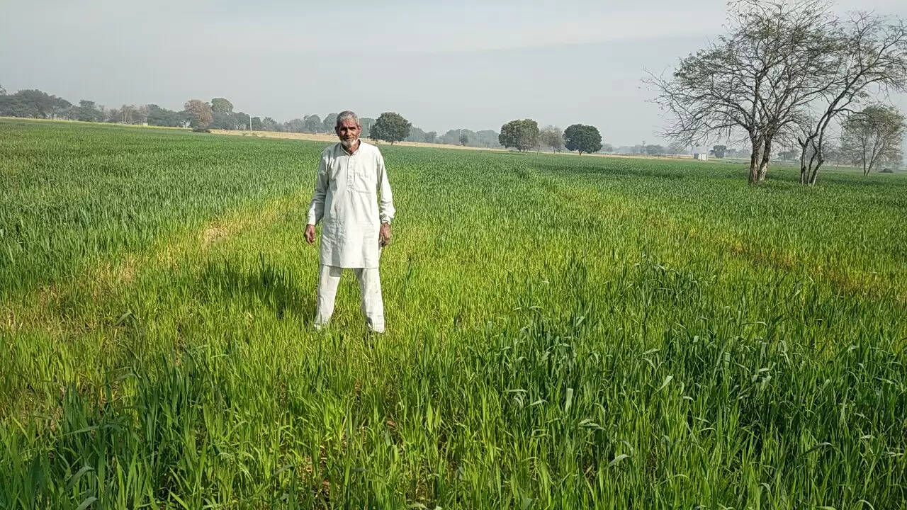 मेरी फसल ब्योरा
