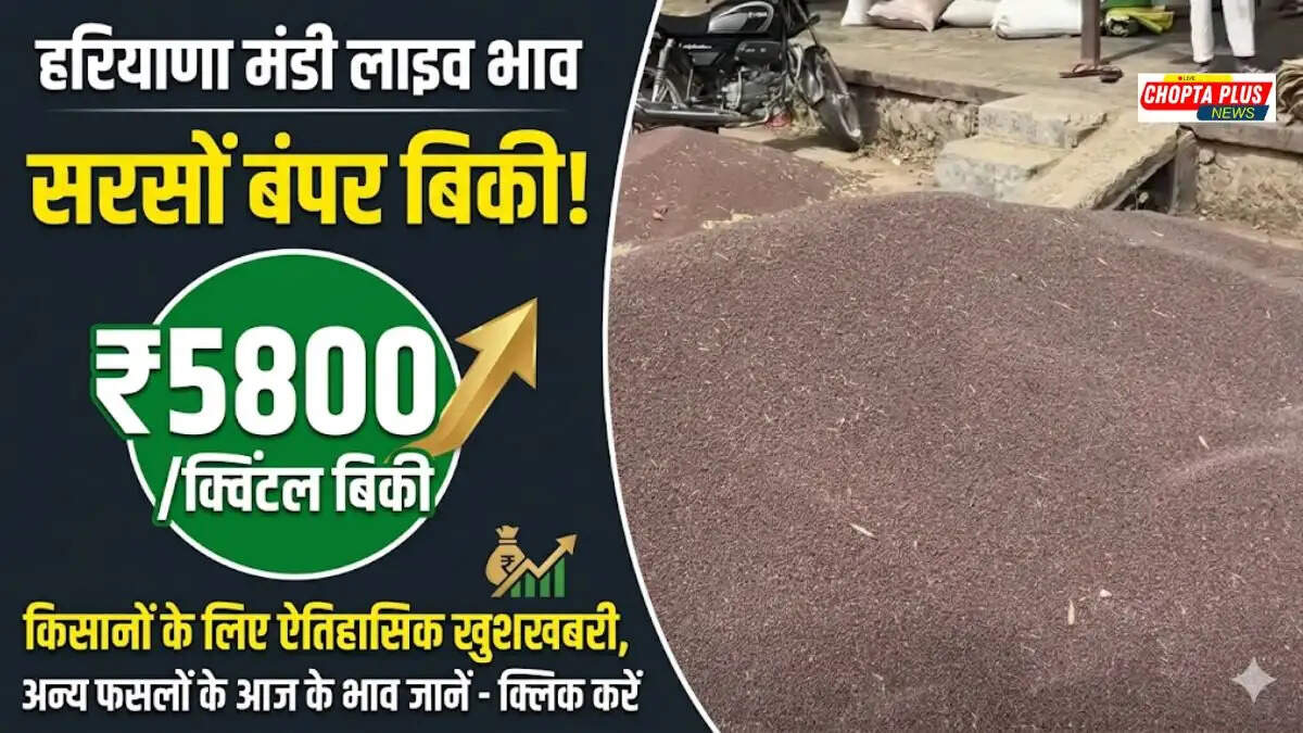 हरियाणा और राजस्थान की अनाज मंडी में फसल की ढेरी और ताजा मंडी भाव की जानकारी