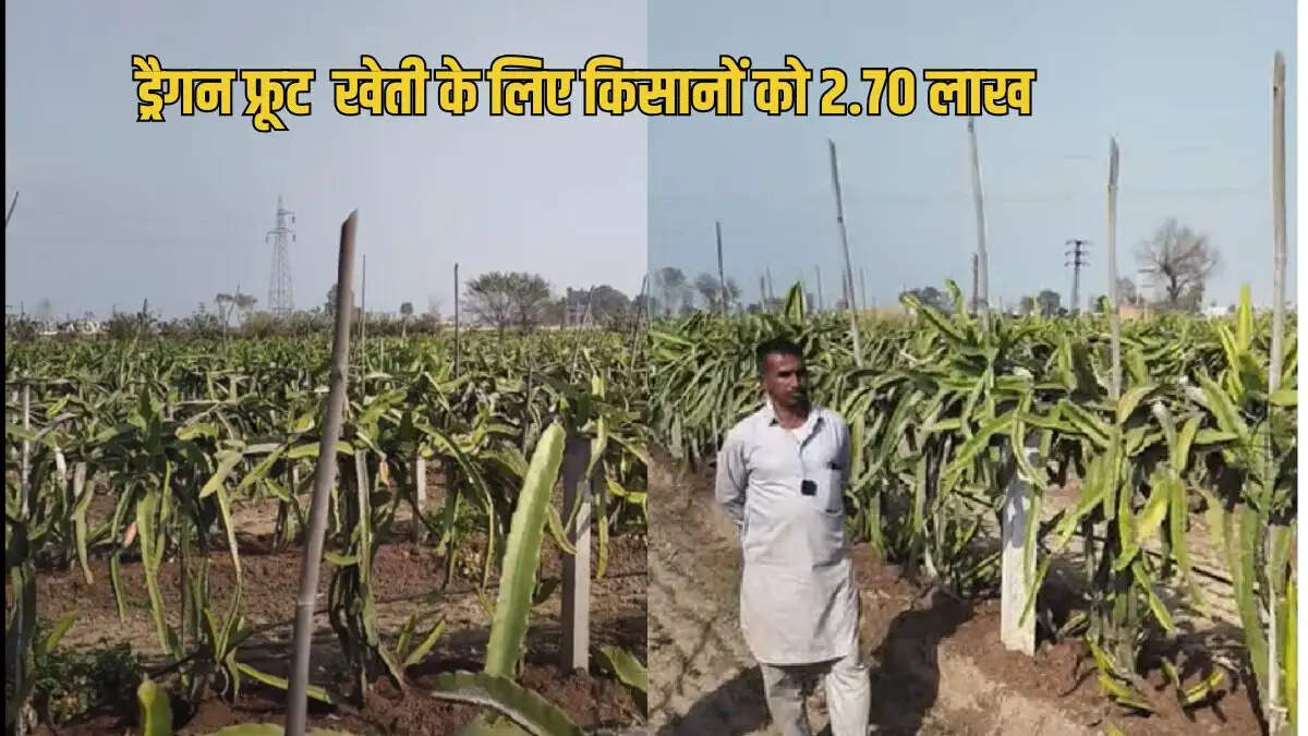 ड्रैगन फ्रूट विकास योजना बिहार 2026