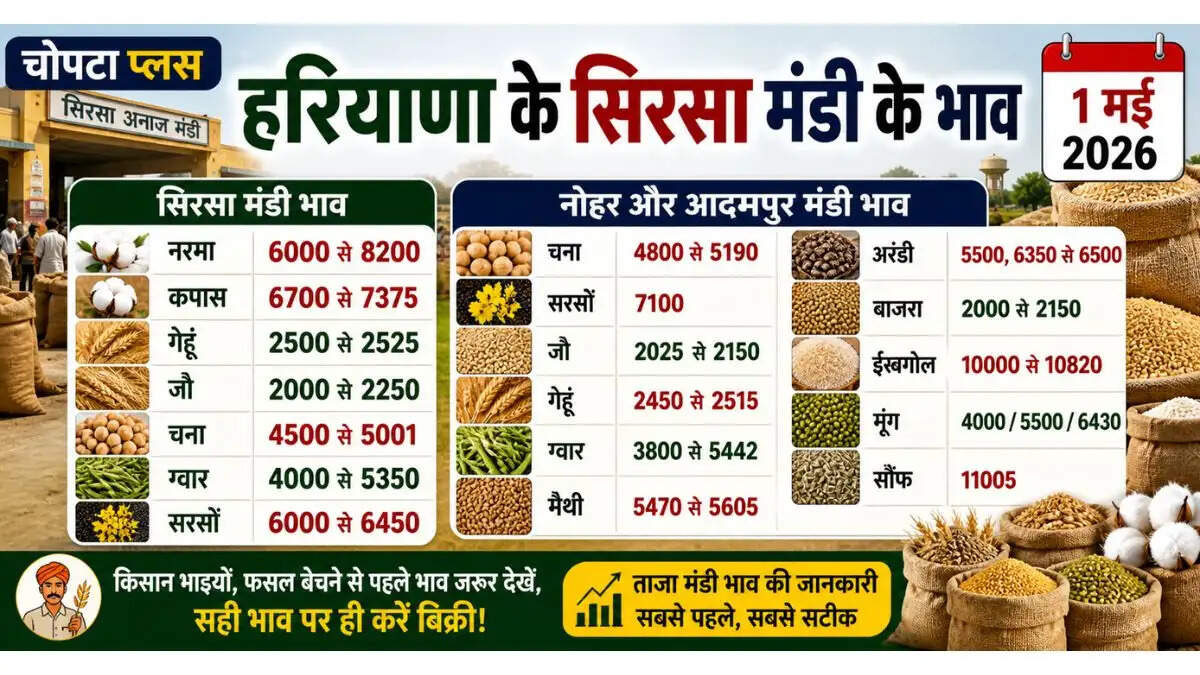haryana-mandi-bhav-1-may-2026-sirsa-nohar-adampur
