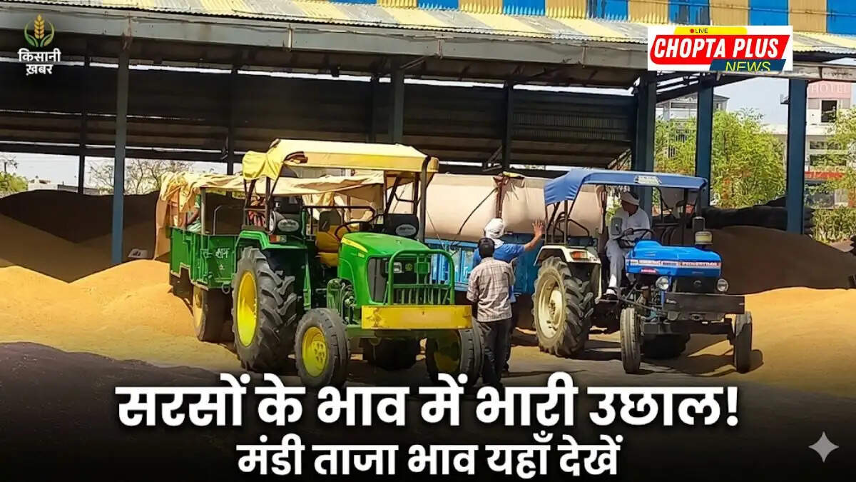 नोहर अनाज मंडी फसलों के ताज़ा भाव लिस्ट 14 मार्च 2026