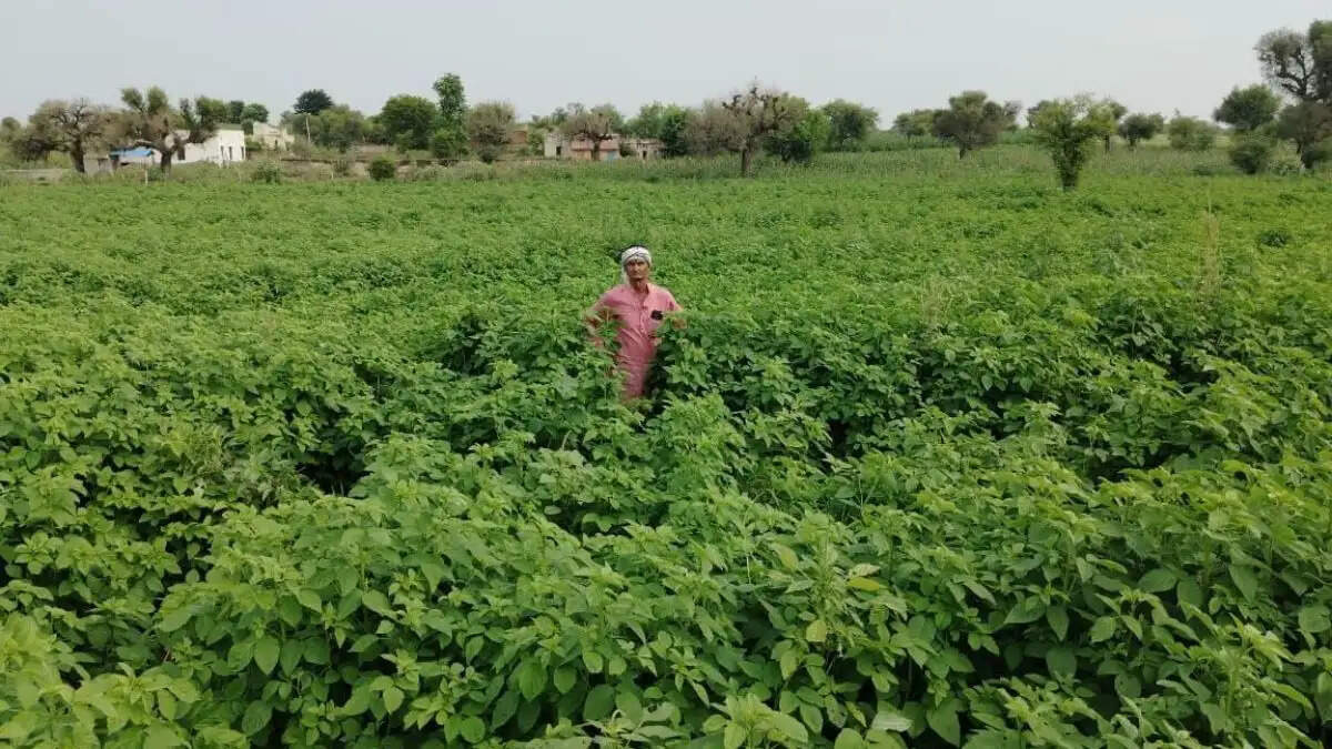 सिरसा के किसानों के लिए एग्रीस्टैक किसान आईडी बनवाने की अपील