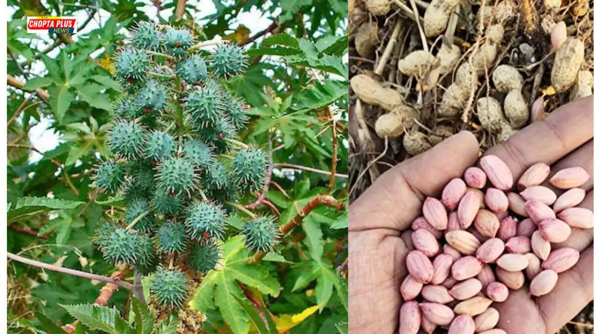 Haryana Agriculture Department NMEO-OS Certified Peanut Castor Seeds Distribution Nathusari Chopta