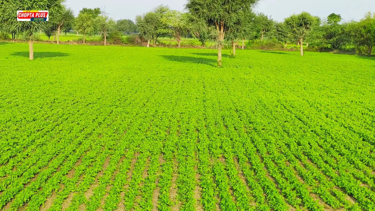 Kharif Crops MSP Hike 2026-27 approved by Modi Cabinet highlighting new prices for paddy, cotton and sunflower