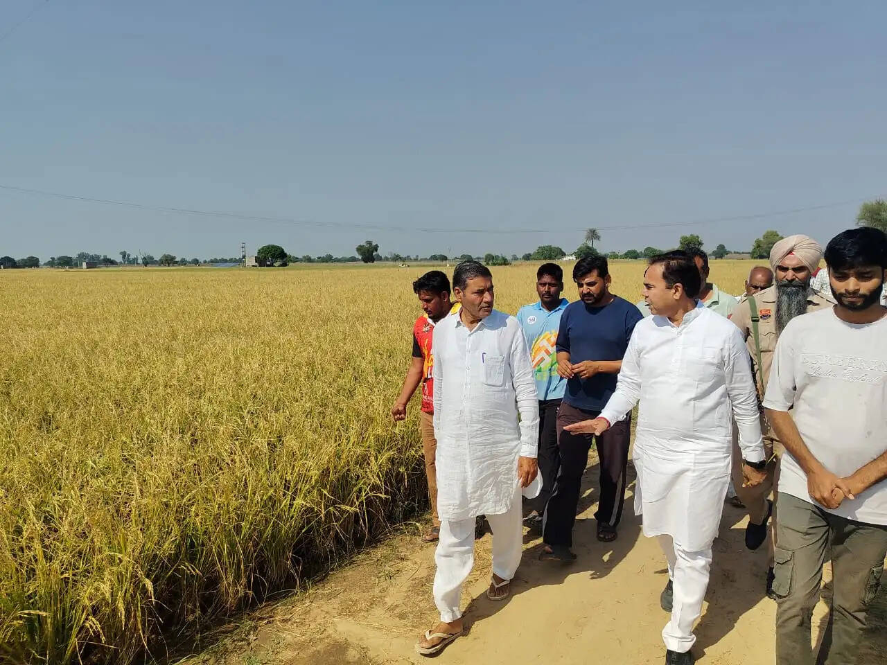 ओलावृष्टि से धान की फसल को भारी नुकसान