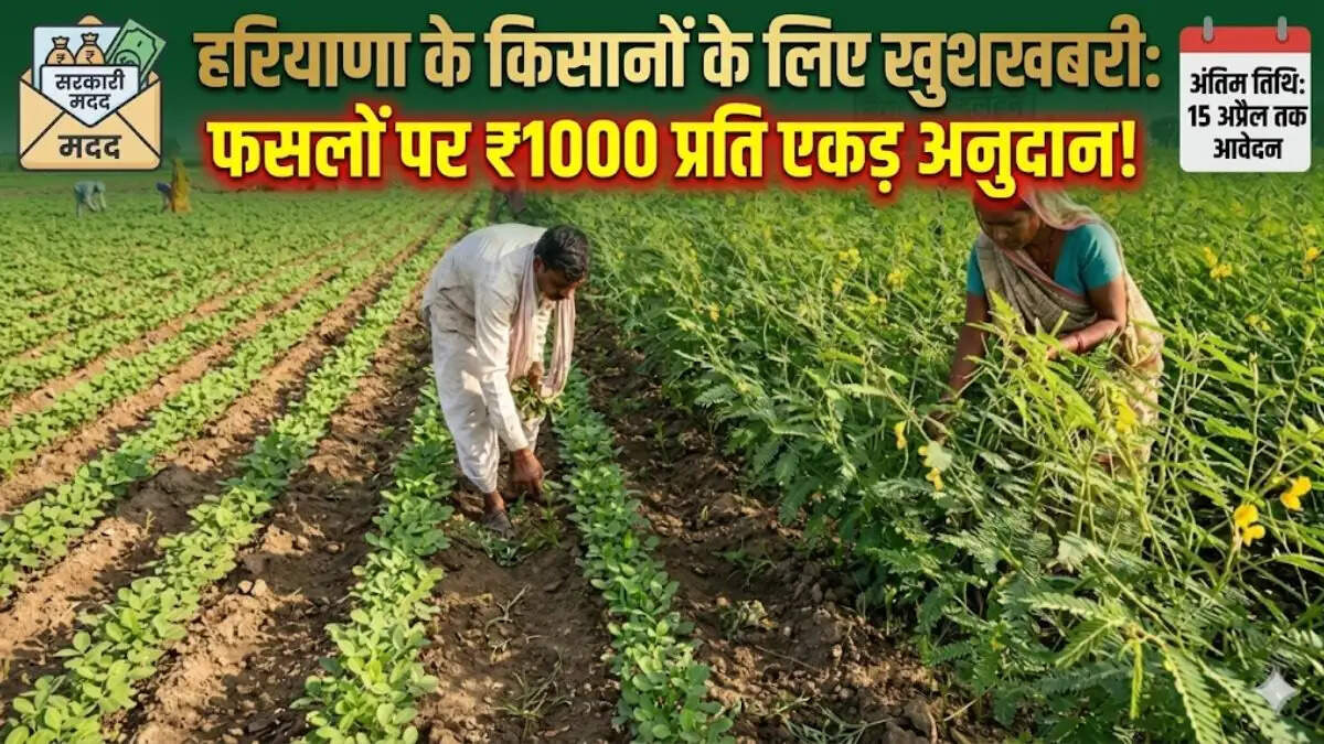 खेत में ढैंचा और ग्वार की फसल की जांच करते किसान