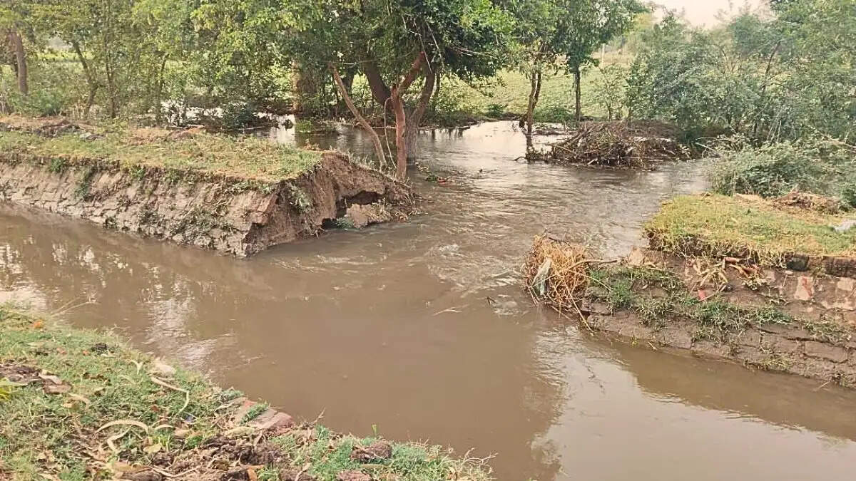 ऐलनाबाद के पास भाखड़ा डिस्ट्रीब्यूटरी नहर टूटने से 20 एकड़ मूंग फसल तबाह