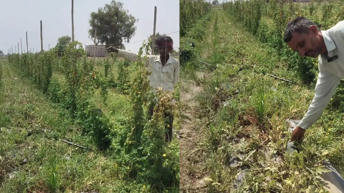 Farmer Ishwar Kadwasara showing bitter gourd and watermelon grown in polybags on saline land